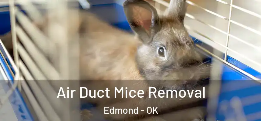  Air Duct Mice Removal Edmond - OK